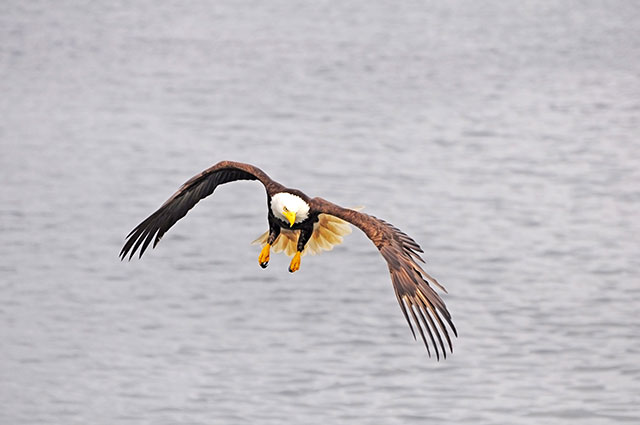 Eagle flying along surface of water