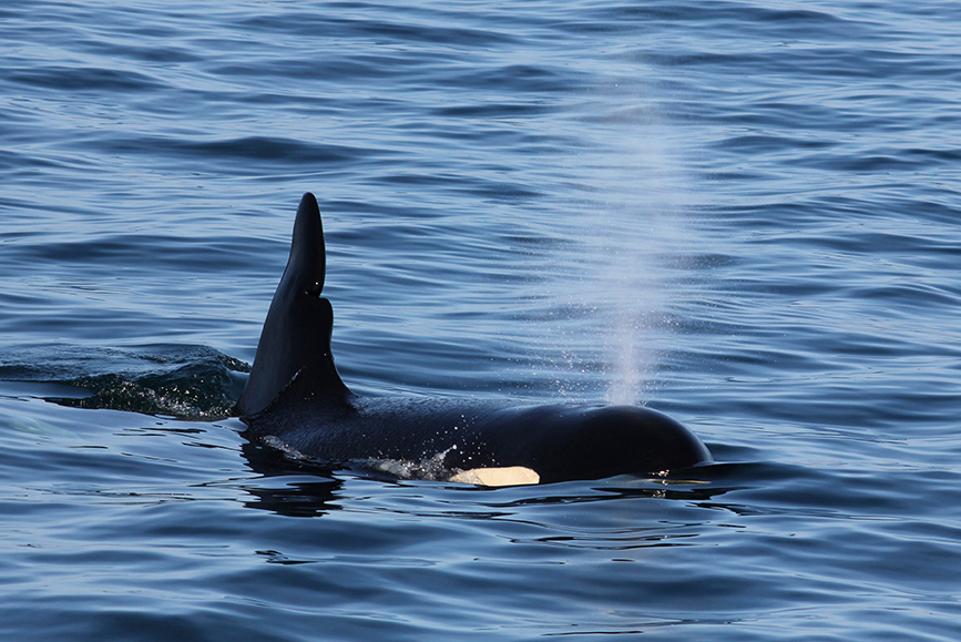 Orca whale blowing water