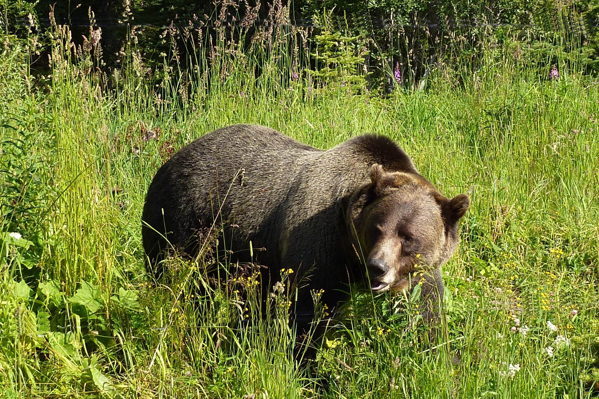 Grizzly bear in grass eating a piece of grass