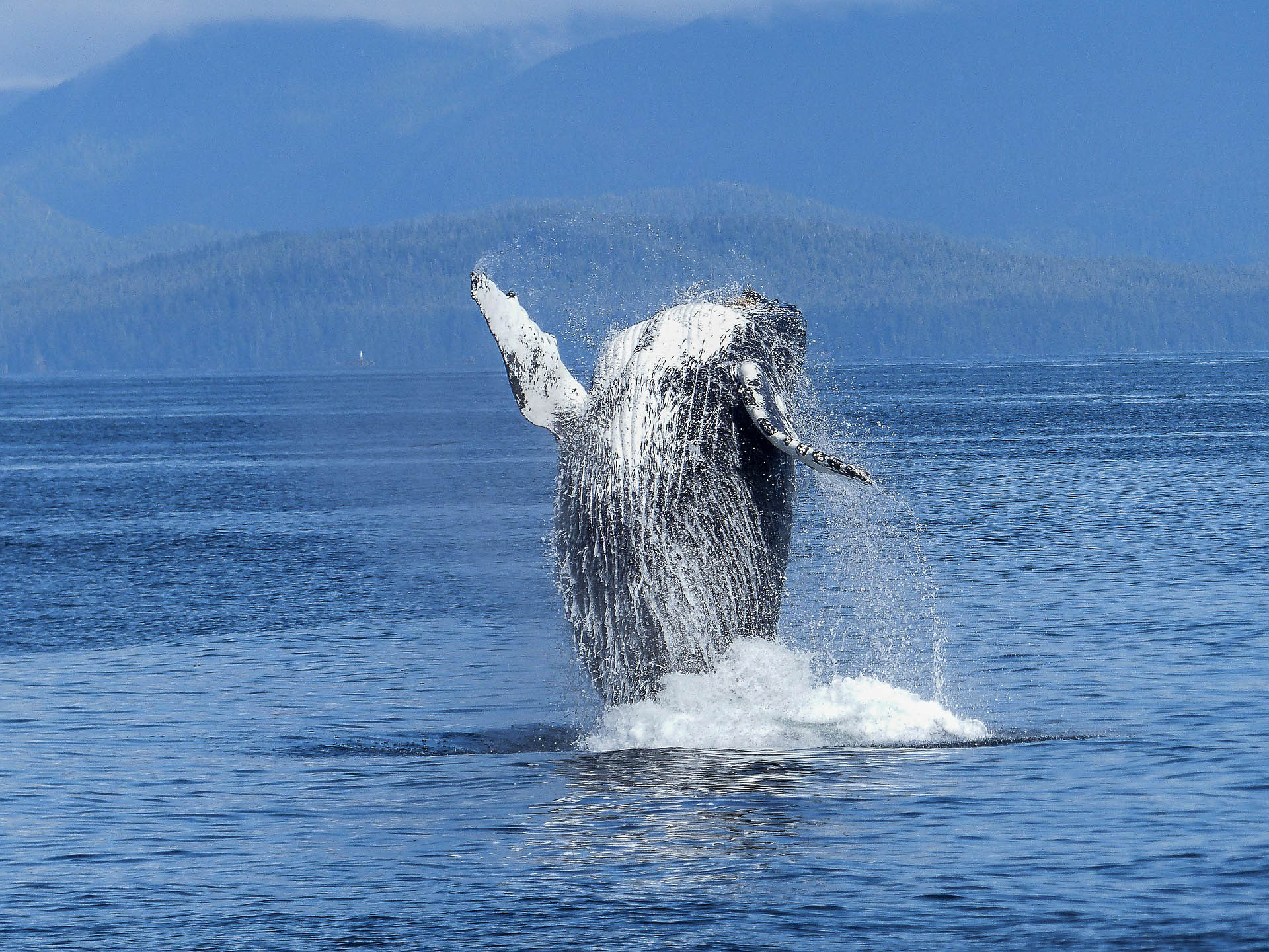 Whale leaping out of the water