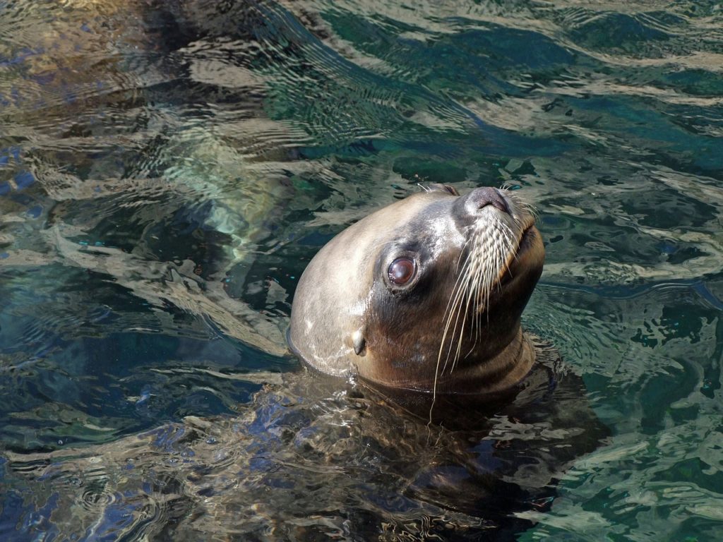 Seal looking up from water
