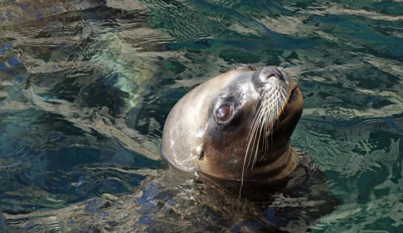 A seal looking out of the water