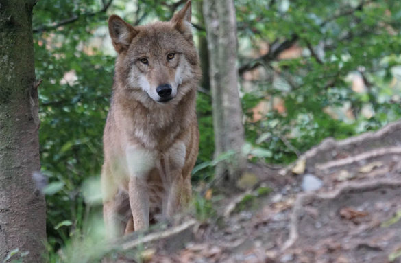 Wolf staring at camera