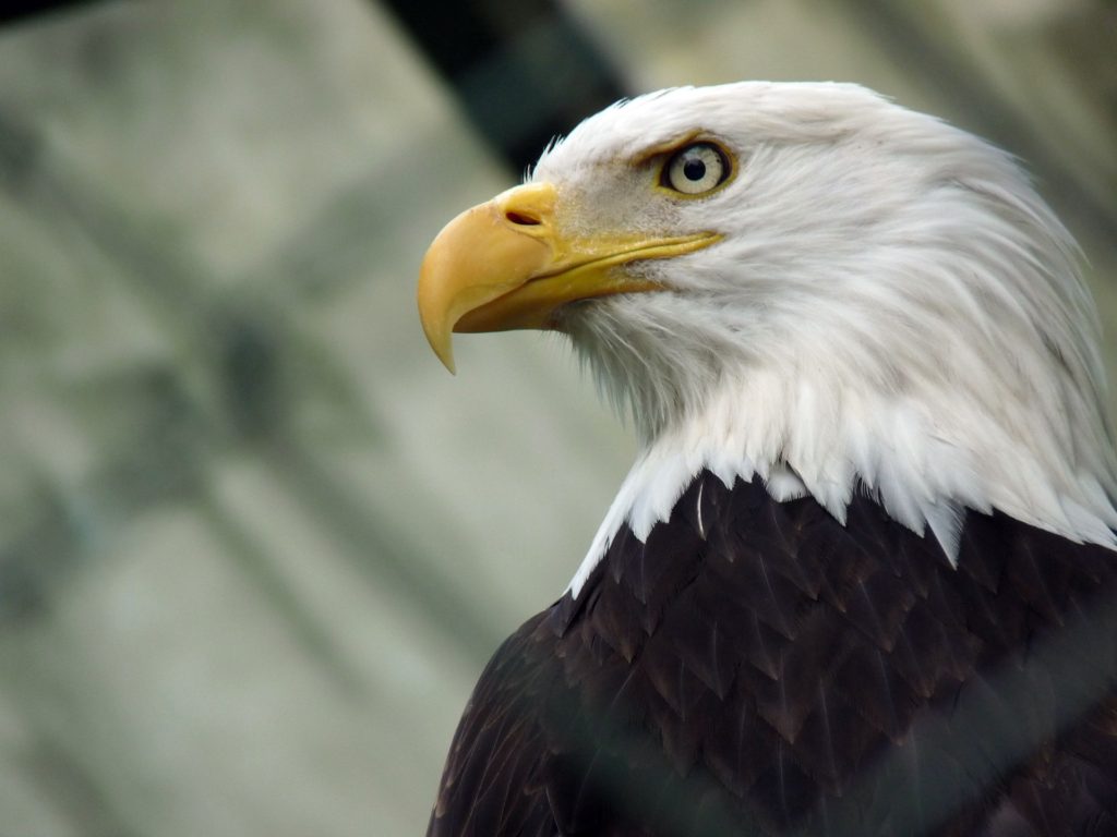 Closeup of eagle head
