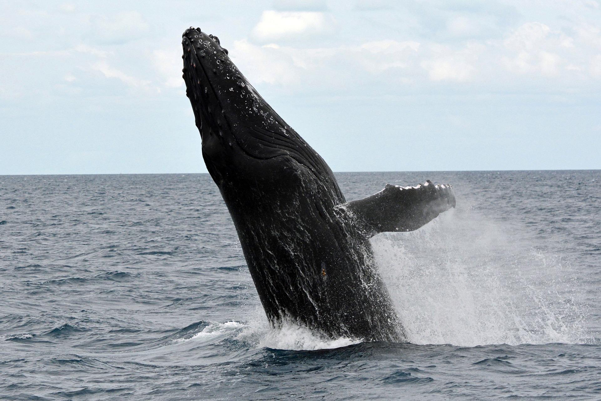 Humpback whale coming out of the water