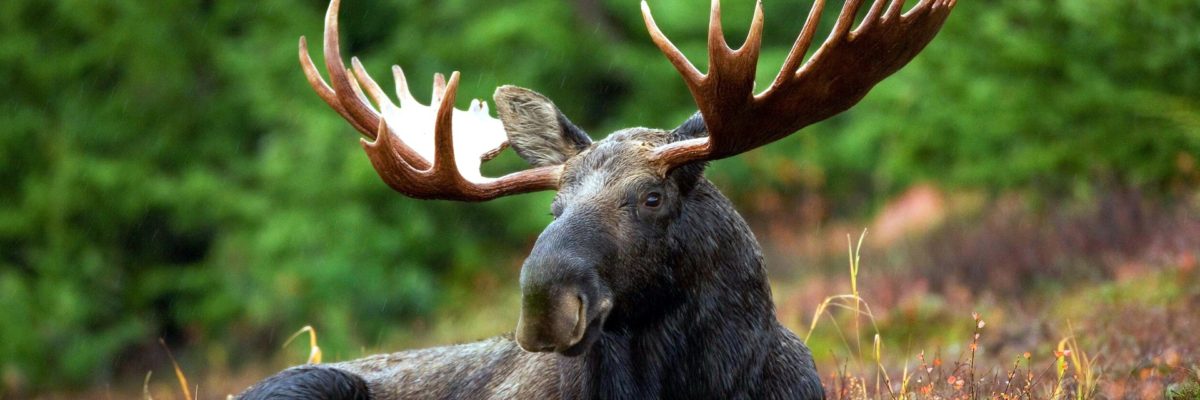 Moose lying in grass