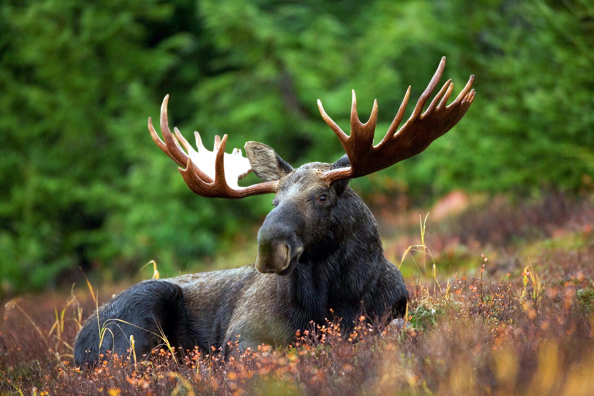 Moose lying in grass