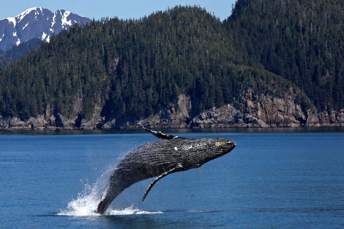 Whale leaping out of the water