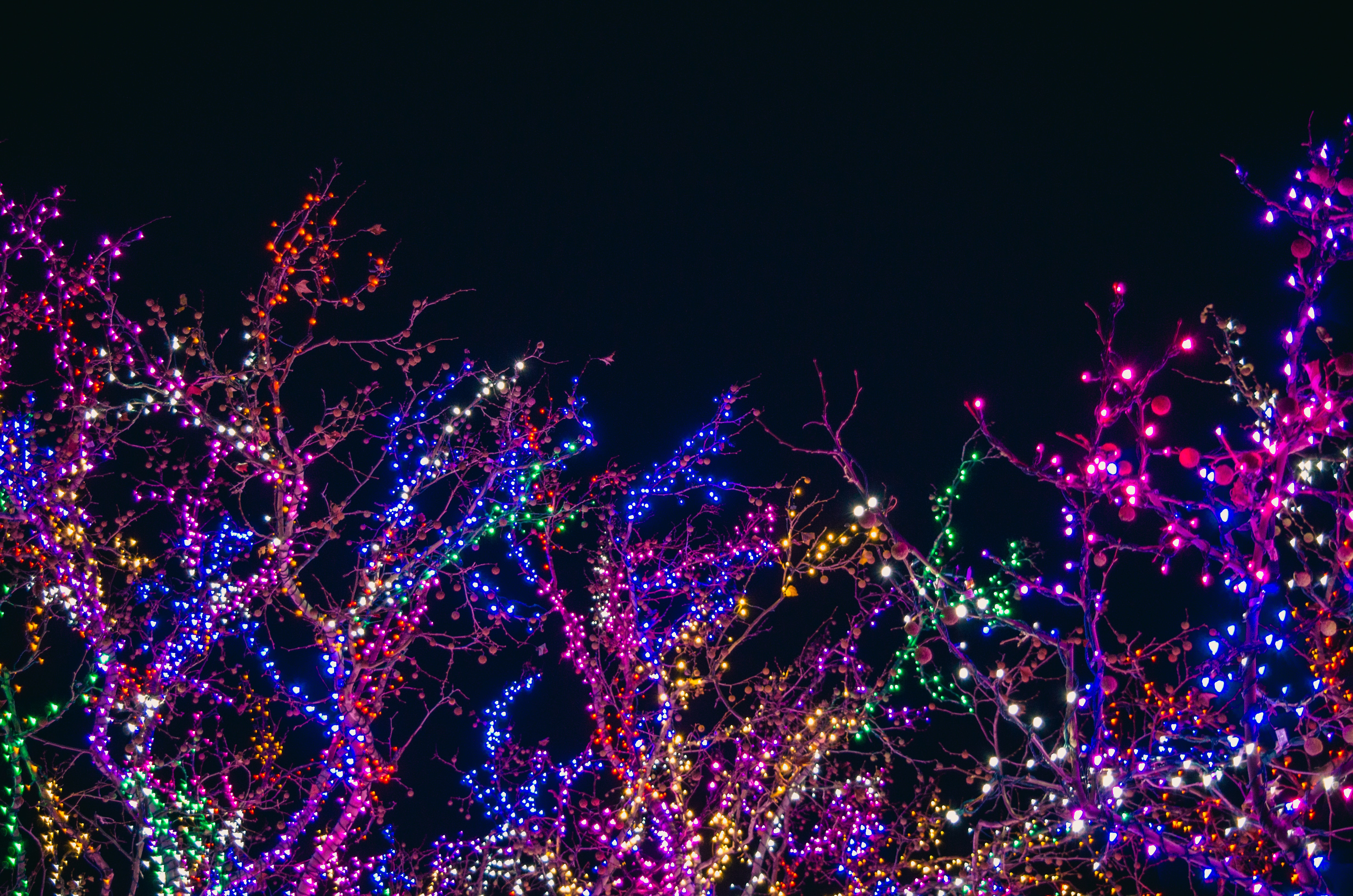 trees dressed in christmas lights