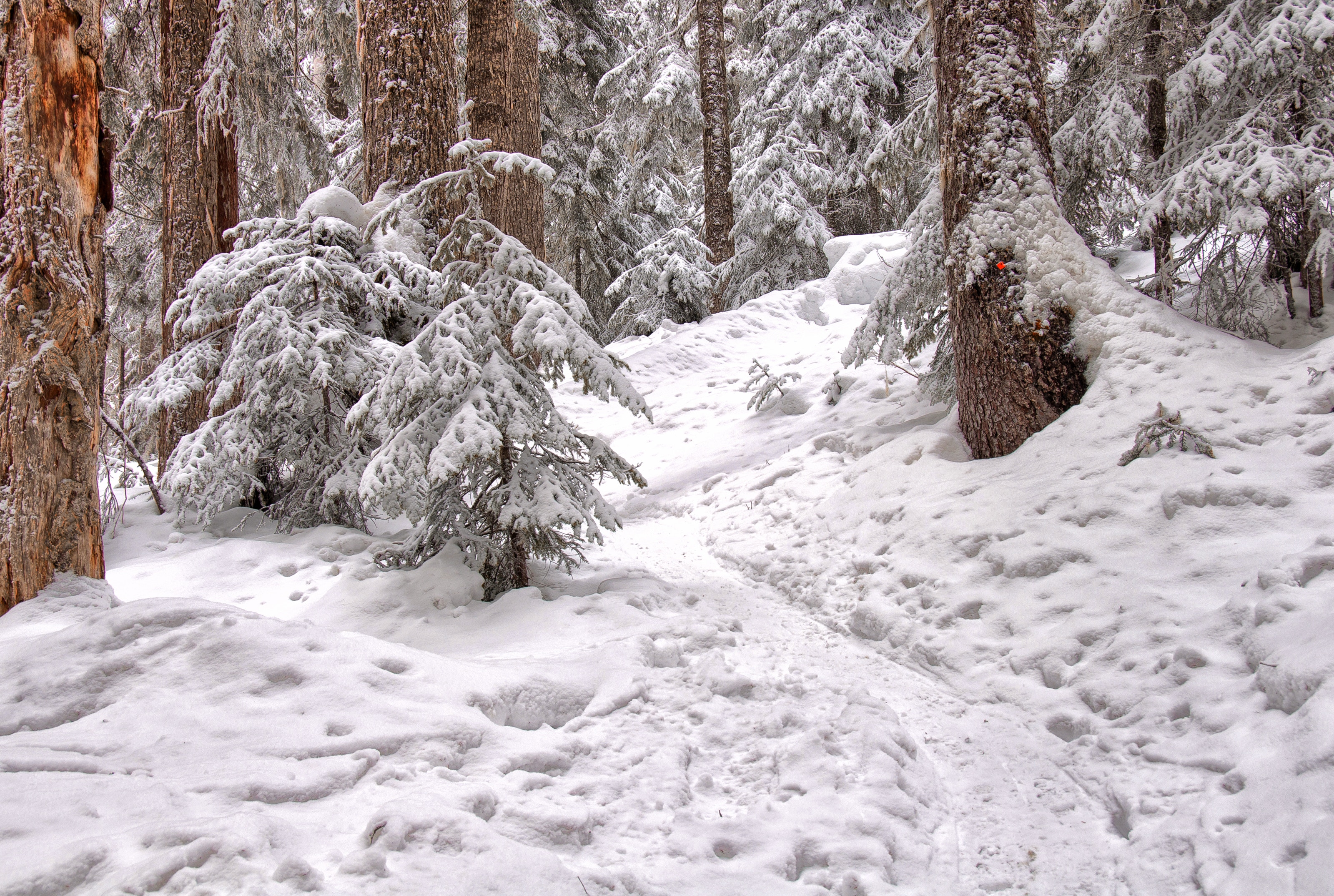 BC Coastal rainforest in snow