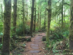 Coast Rainforest Hiking Trail
