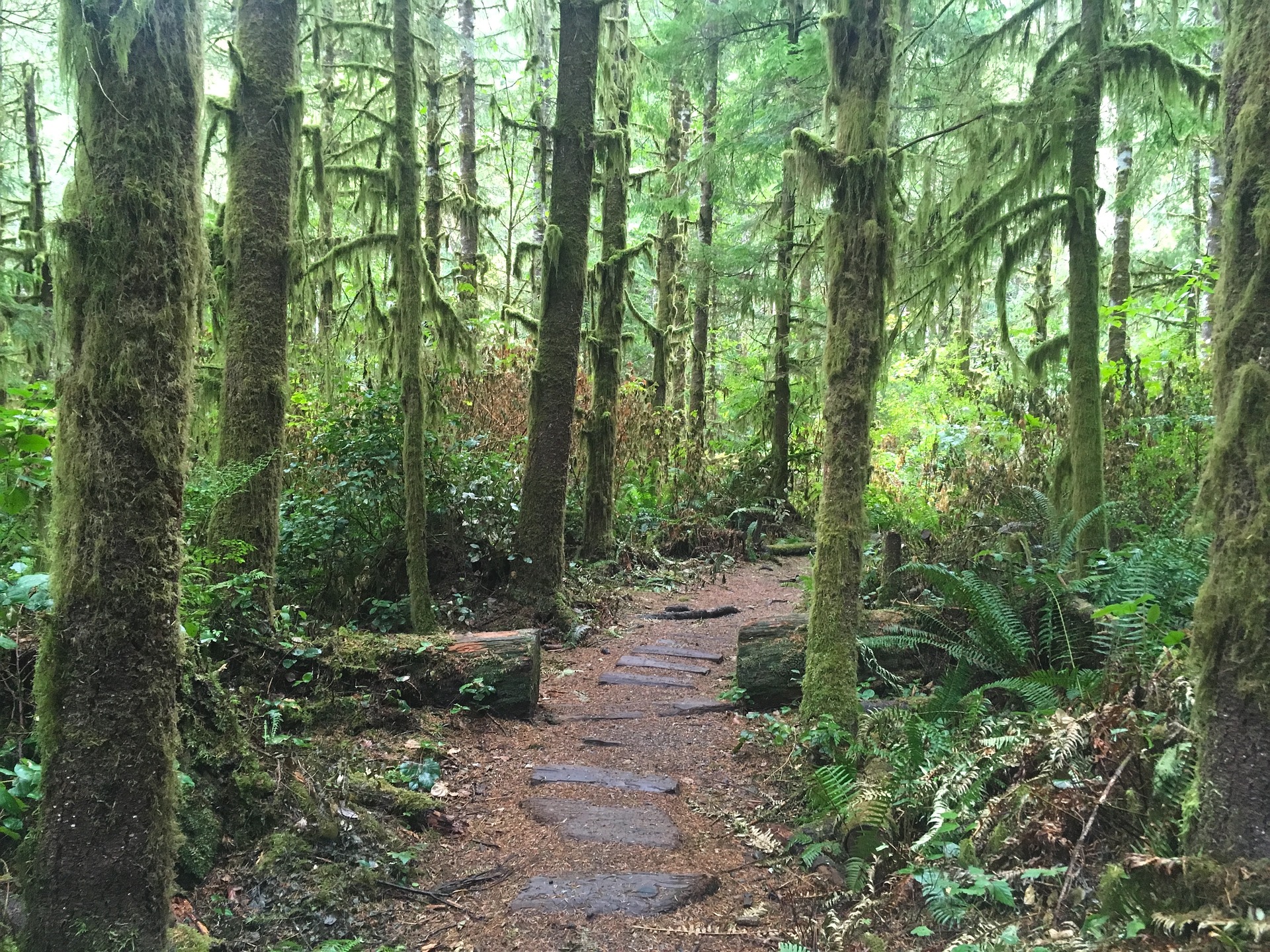Coast Rainforest Hiking Trail