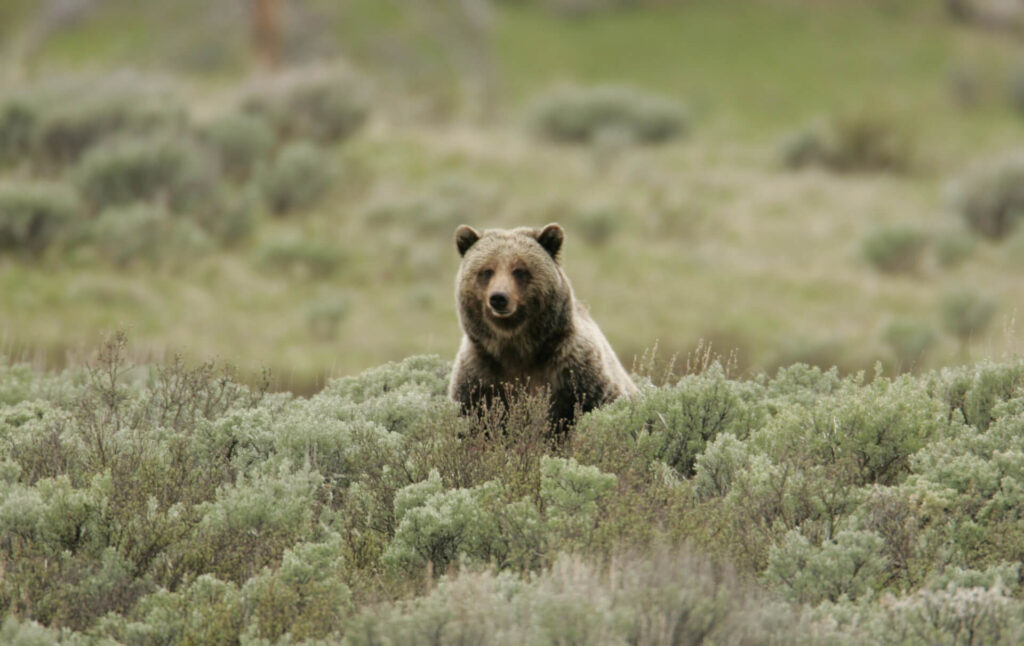 Grizzly Bear in Field