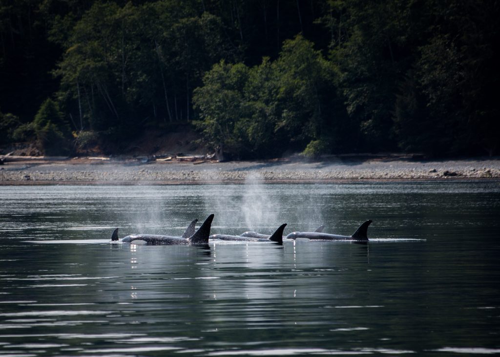 A pod of orcas swimming in calm waters, with their dorsal fins visible above the surface and mist rising from their blowholes. The background features a forested shoreline.